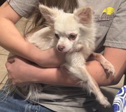 Found/Stray Male Dog last seen Warner and Higley , Gilbert, AZ 85296
