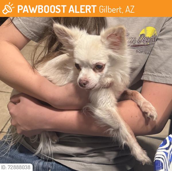 Found/Stray Male Dog last seen Warner and Higley , Gilbert, AZ 85296