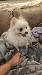 Found/Stray Female Dog last seen 24th st and thomas, Phoenix, AZ 85040
