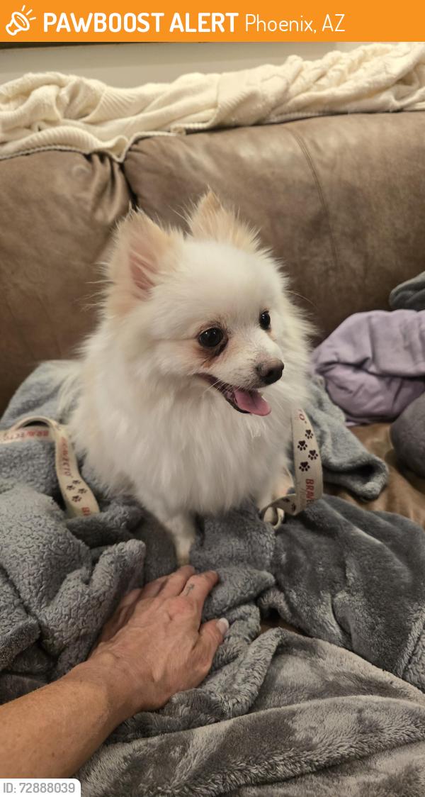 Found/Stray Female Dog last seen 24th st and thomas, Phoenix, AZ 85040