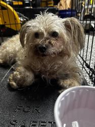Found/Stray Male Dog last seen Eagle Resort , Fort Worth, TX 76135