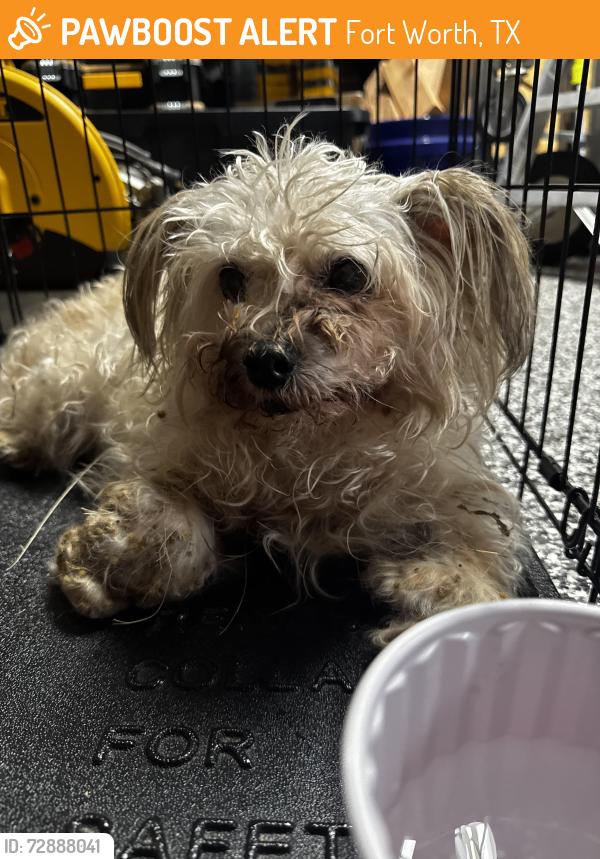 Found/Stray Male Dog last seen Eagle Resort , Fort Worth, TX 76135