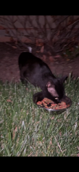 Found/Stray Unknown Cat last seen Annapolis and Seabrook, Lanham, MD 20706