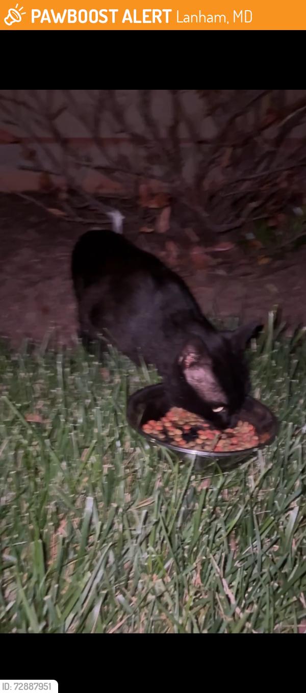 Found/Stray Unknown Cat last seen Annapolis and Seabrook, Lanham, MD 20706