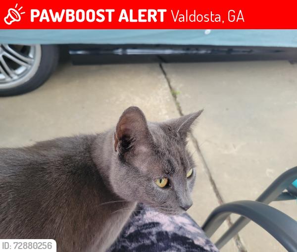 Lost Female Cat last seen Breckenridge rd, Cherry Creek, Valdosta, GA 31605