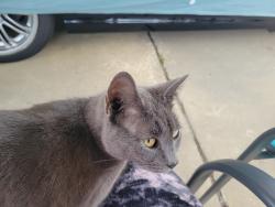 Lost Female Cat last seen Breckenridge rd, Cherry Creek, Valdosta, GA 31605