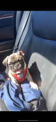 Lost Male Dog last seen Near N 26th dr, Phoenix, AZ 85051