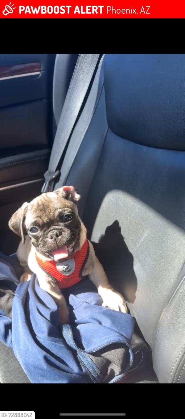 Lost Male Dog last seen Near N 26th dr, Phoenix, AZ 85051