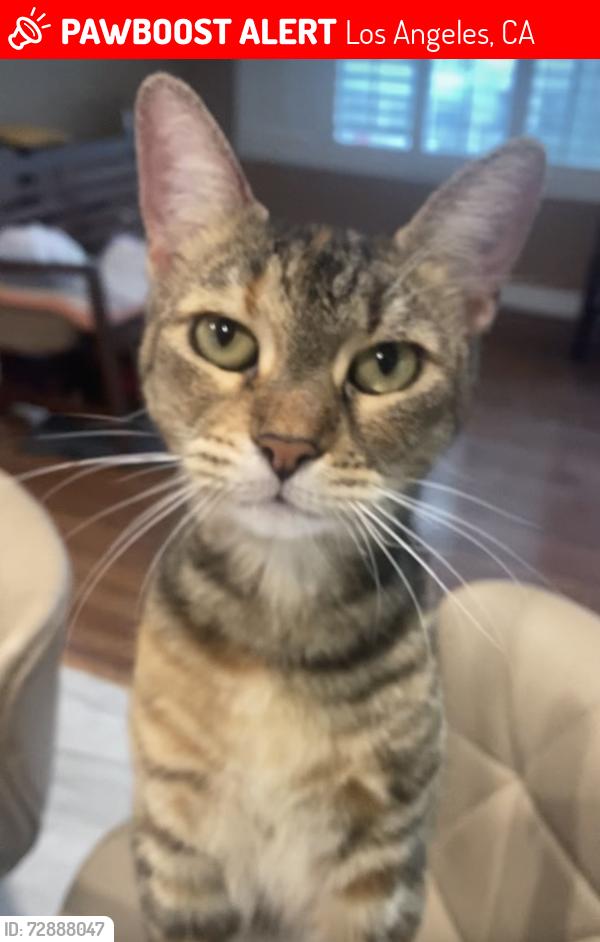 Lost Female Cat last seen Vernon/ Central, Los Angeles, CA 90011