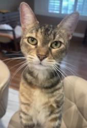 Lost Female Cat last seen Vernon/ Central, Los Angeles, CA 90011