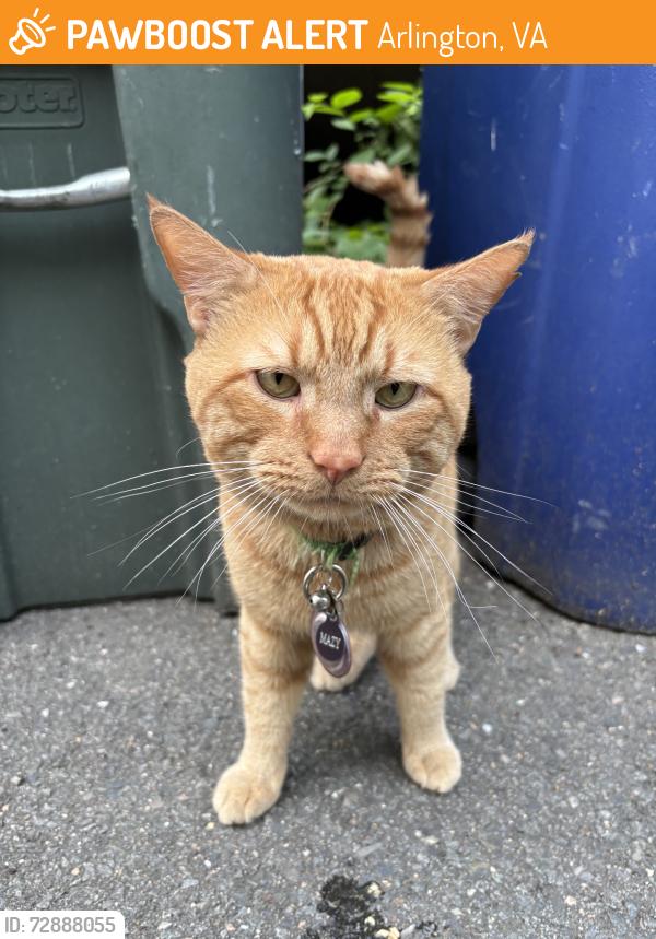 Found/Stray Male Cat last seen N Key Blvd & N Ode St, Arlington, VA 22209