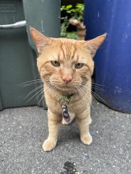 Found/Stray Male Cat last seen N Key Blvd & N Ode St, Arlington, VA 22209