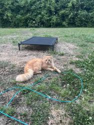 Found/Stray Male Cat last seen Campbell University , Harnett County, NC 27546