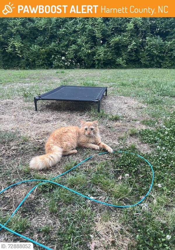 Found/Stray Male Cat last seen Campbell University , Harnett County, NC 27546