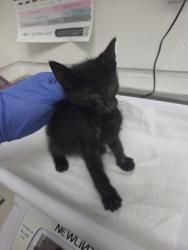 Shelter Stray Female Cat last seen Oakland, CA 94621, Oakland, CA 94601