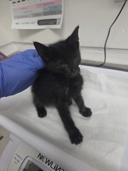Shelter Stray Female Cat last seen Oakland, CA 94621, Oakland, CA 94601