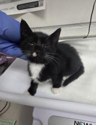 Shelter Stray Female Cat last seen Oakland, CA 94621, Oakland, CA 94601