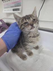 Shelter Stray Female Cat last seen Oakland, CA 94621, Oakland, CA 94601