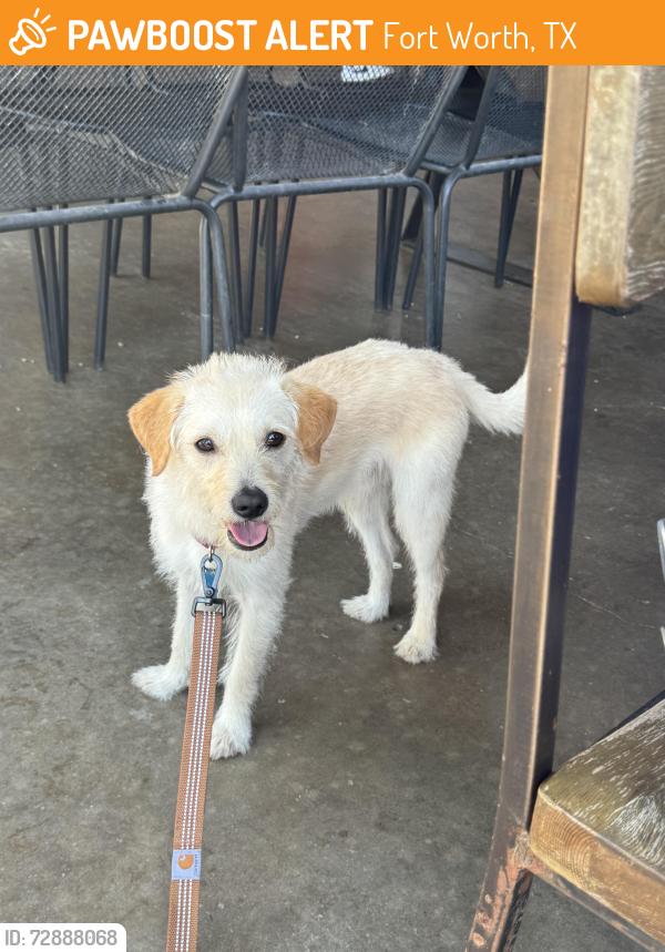 Found/Stray Male Dog last seen Morningside drive and grove st, Fort Worth, TX 76104