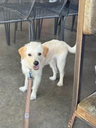Found/Stray Male Dog last seen Morningside drive and grove st, Fort Worth, TX 76104