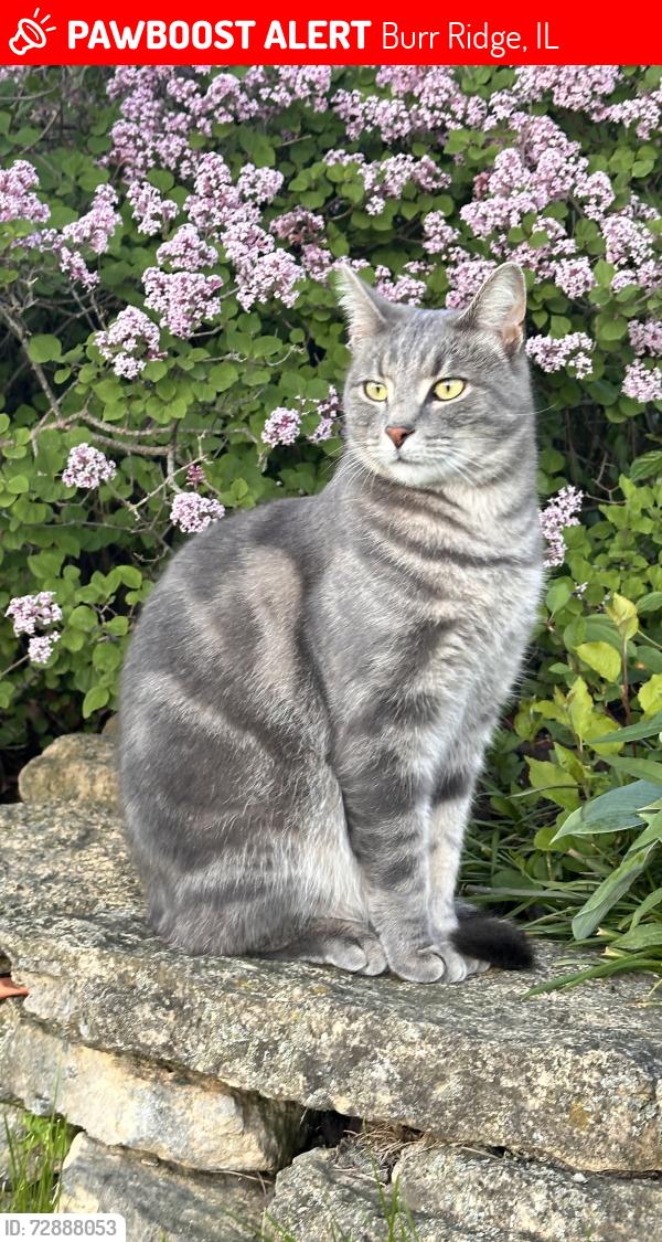 Lost Male Cat last seen Stevens Park, Burr Ridge, IL, Burr Ridge, IL 60527