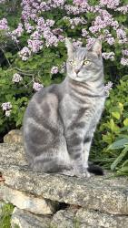 Lost Male Cat last seen Stevens Park, Burr Ridge, IL, Burr Ridge, IL 60527
