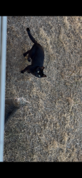 Lost Male Cat last seen Power inn and florin, Sacramento, CA 95828