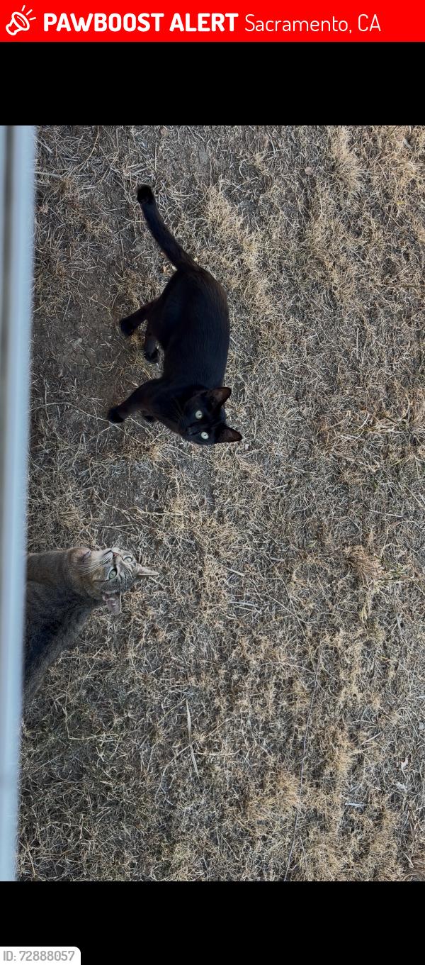 Lost Male Cat last seen Power inn and florin, Sacramento, CA 95828