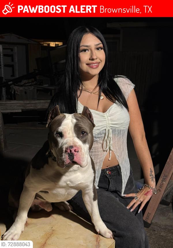Lost Male Dog last seen Duck Pond, Brownsville, TX 78526