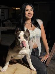 Lost Male Dog last seen Duck Pond, Brownsville, TX 78526