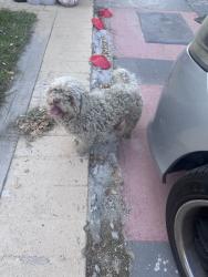 Found/Stray Unknown Dog last seen Near orange grove ave colton ave, Colton, CA 92324