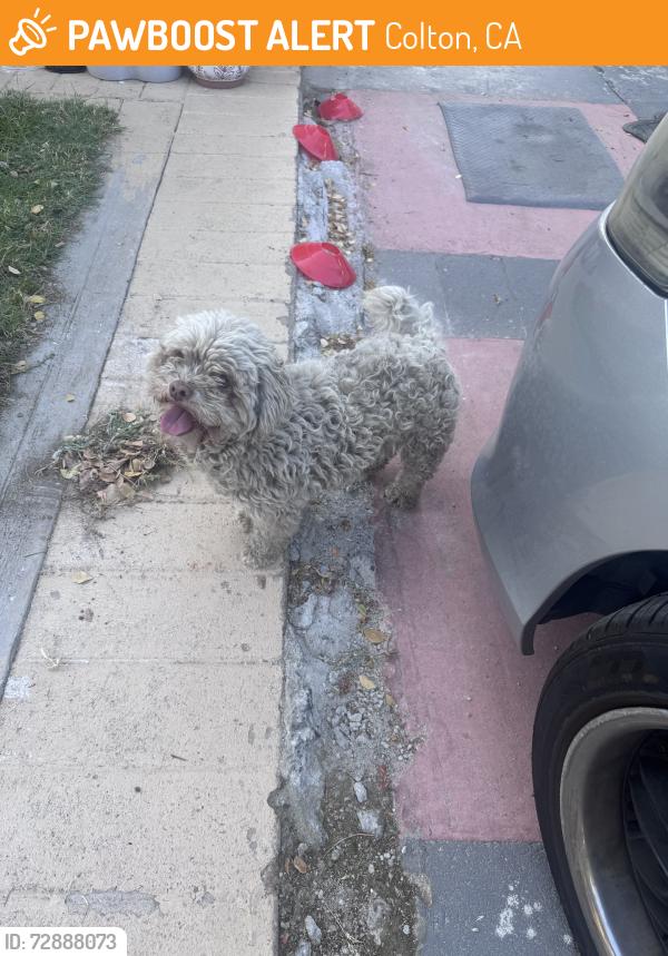 Found/Stray Unknown Dog last seen Near orange grove ave colton ave, Colton, CA 92324