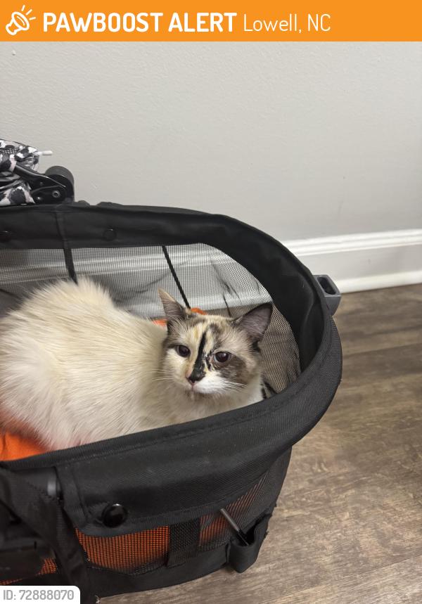 Found/Stray Female Cat last seen Riverview, Lowell, NC 28098