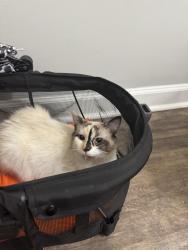 Found/Stray Female Cat last seen Riverview, Lowell, NC 28098