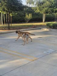 Found/Stray Unknown Dog last seen Harley Knox Blvd  and western way, Perris, CA 92571