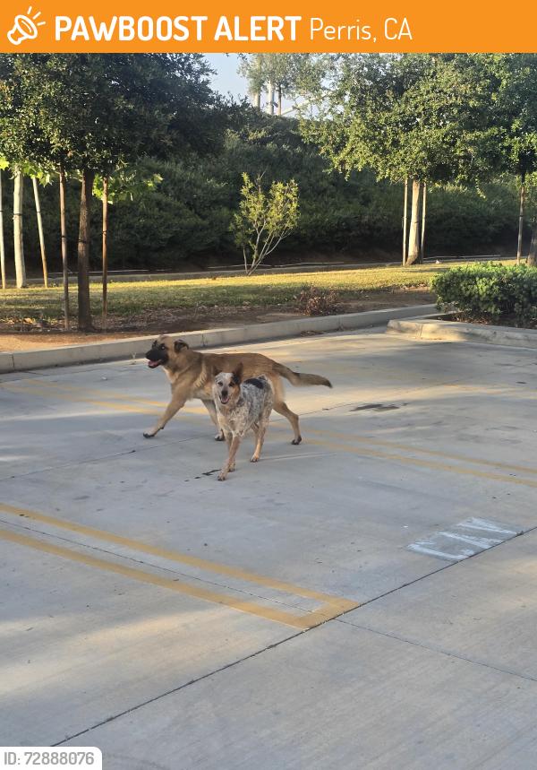 Found/Stray Unknown Dog last seen Harley Knox Blvd  and western way, Perris, CA 92571
