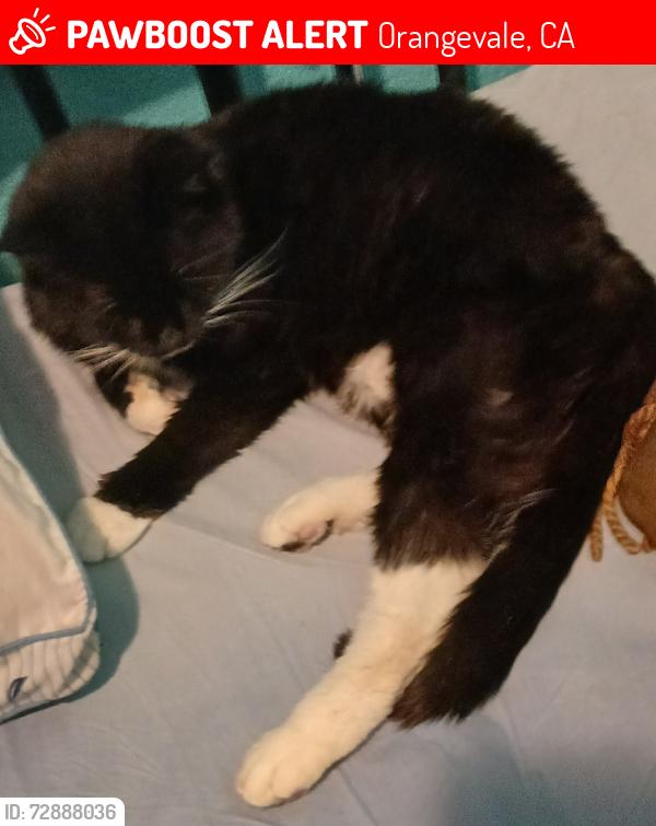 Lost Female Cat last seen Blythe Ave Orangevale , Orangevale, CA 95662