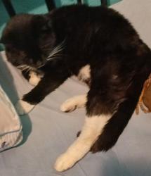 Lost Female Cat last seen Blythe Ave Orangevale , Orangevale, CA 95662