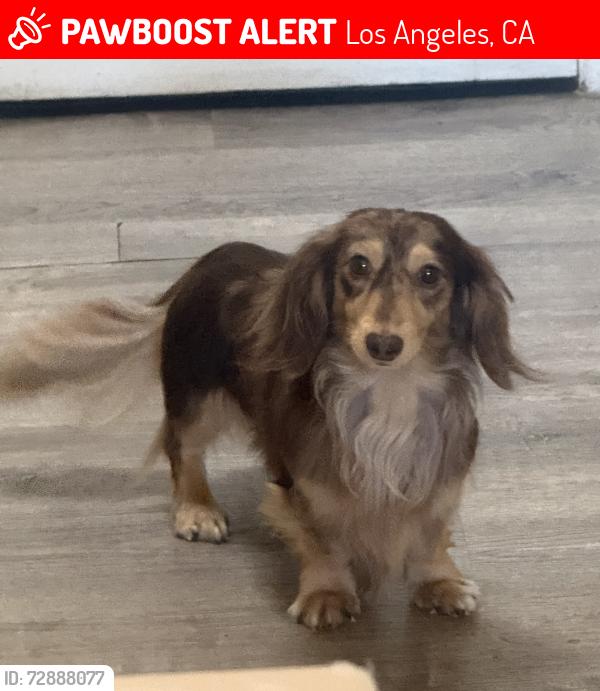 Lost Male Dog last seen Helen drive , Los Angeles, CA 90063
