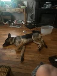 Lost Female Dog last seen Green valley , Cabell County, WV 25701