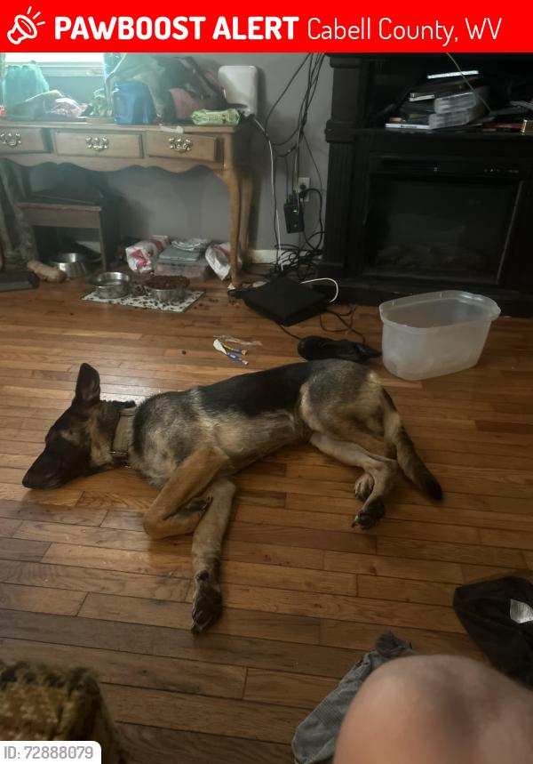 Lost Female Dog last seen Green valley , Cabell County, WV 25701