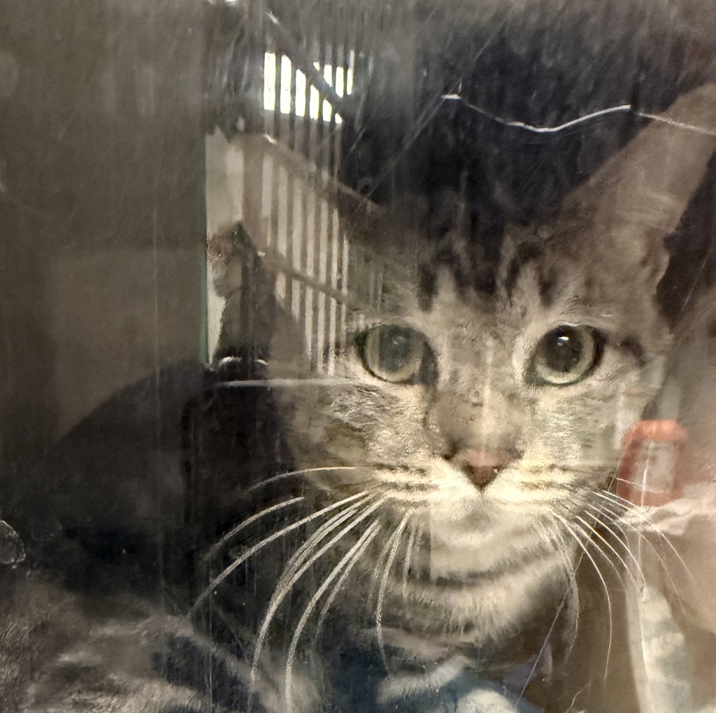 Shelter Stray Male Cat last seen SW 33rd / SW Tegart Ave, GRESHAM, OR, 97080, Troutdale, OR 97060