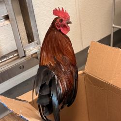 Shelter Stray Male Bird last seen Near Ringwood Drive, San Diego, CA, 92114, San Diego, CA 92110