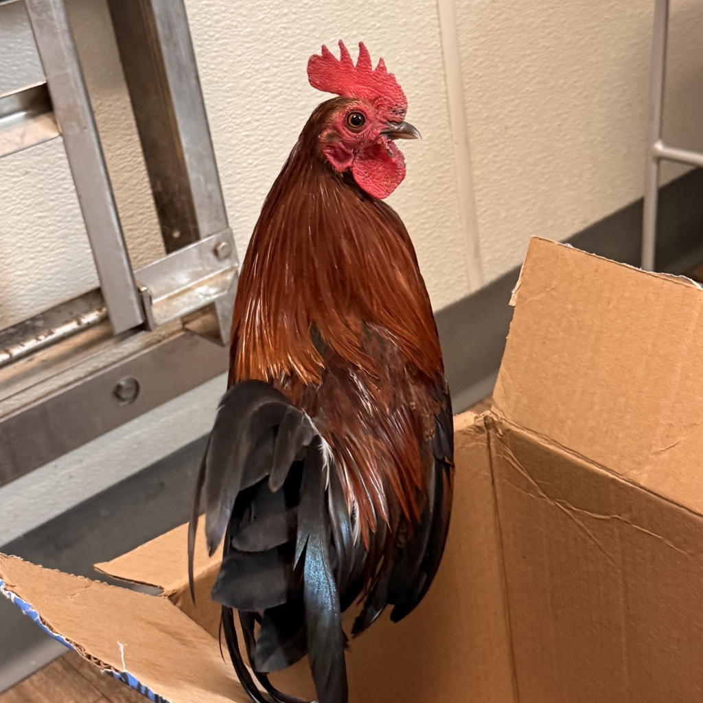 Shelter Stray Male Bird last seen Near Ringwood Drive, San Diego, CA, 92114, San Diego, CA 92110