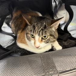 Shelter Stray Female Cat last seen Near La Cuenta Drive, San Diego, CA, 92124, San Diego, CA 92110