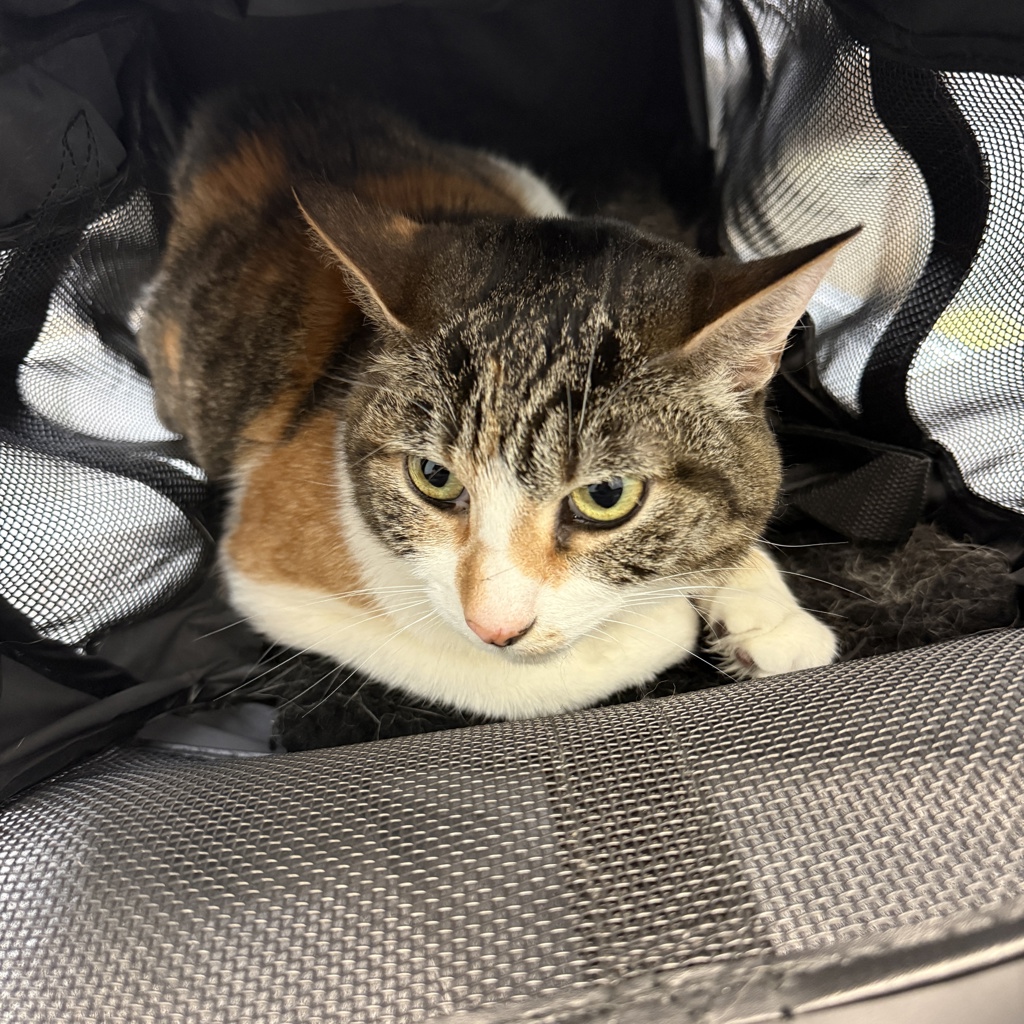 Shelter Stray Female Cat last seen Near La Cuenta Drive, San Diego, CA, 92124, San Diego, CA 92110
