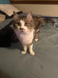Lost Male Cat last seen Near E 16th Avenue, Anchorage, AK 99501