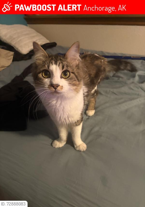 Lost Male Cat last seen Near E 16th Avenue, Anchorage, AK 99501
