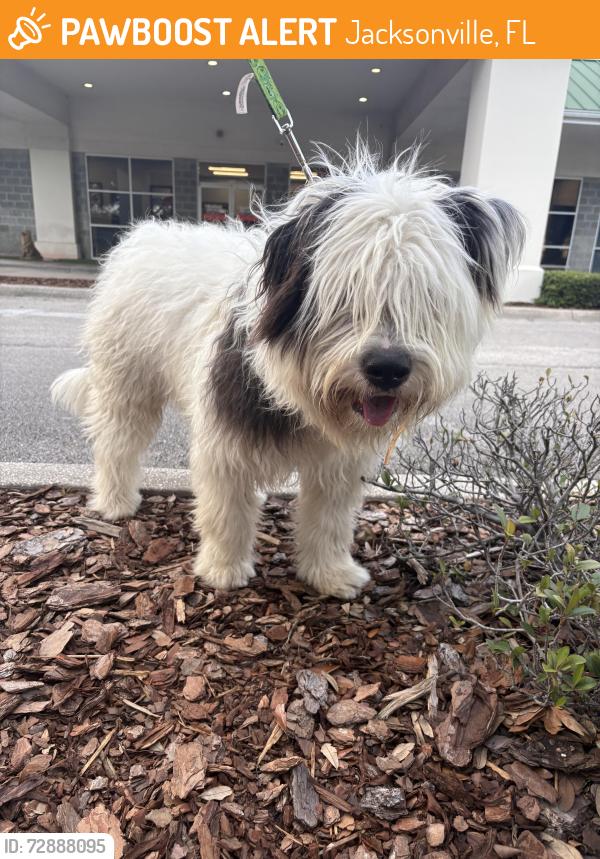 Found/Stray Male Dog last seen Drew Park, Jacksonville, FL 32216