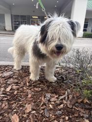 Found/Stray Male Dog last seen Drew Park, Jacksonville, FL 32216
